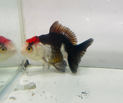Tri Oranda Goldfish (8-9cm)
