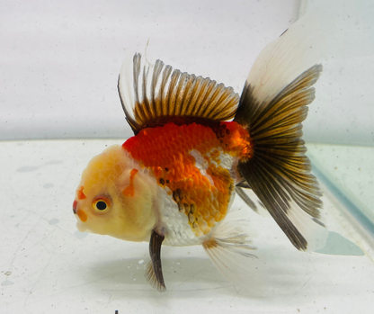 Tri Oranda Goldfish (9cm)