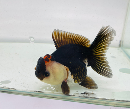 Tri Oranda Goldfish (9-10 cm)