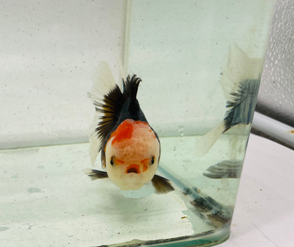 Tri Lemon Head Oranda Goldfish (11 cm)
