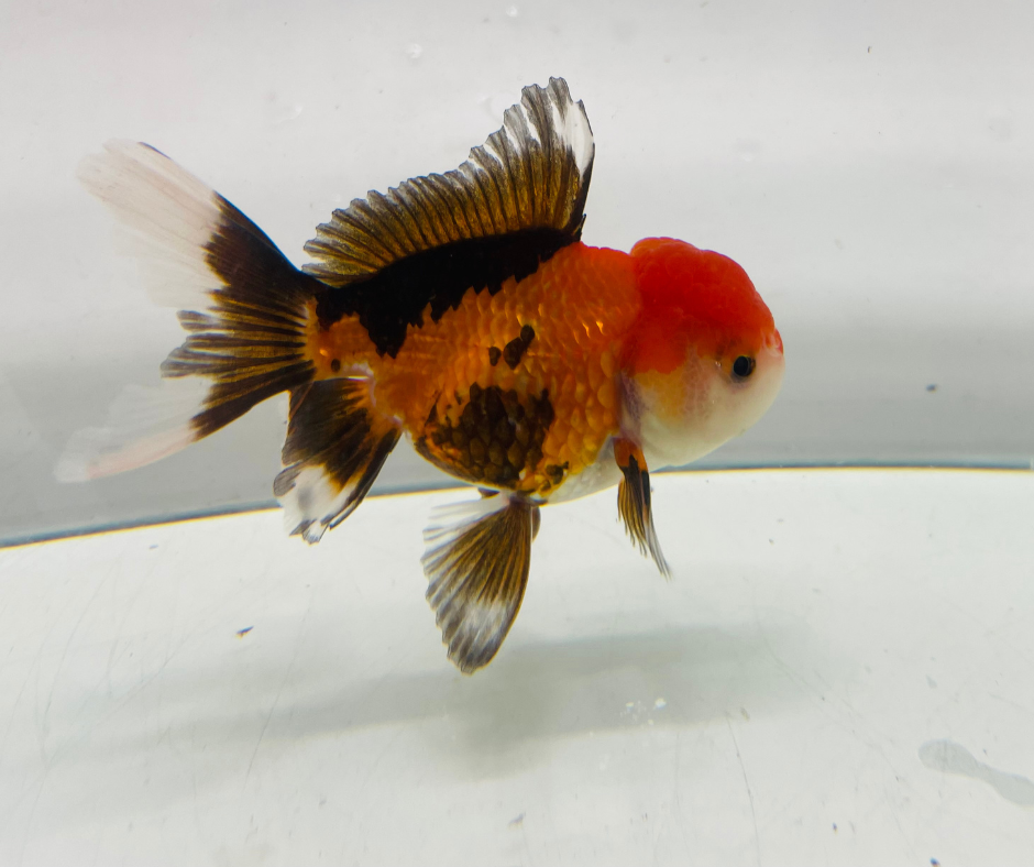 Tri Oranda Goldfish (8-9cm)