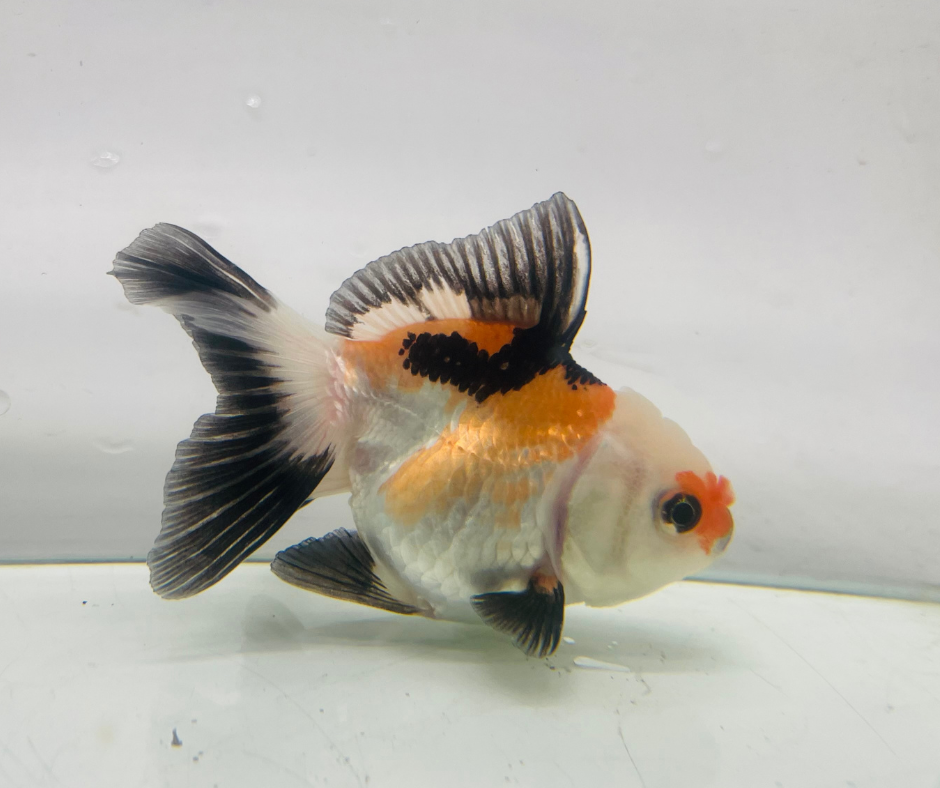 Tri Lemon Head Oranda Goldfish (8-9cm)