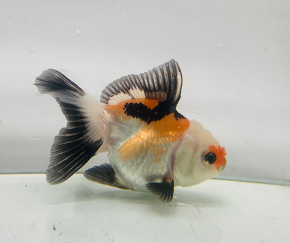 Tri Lemon Head Oranda Goldfish (8-9cm)