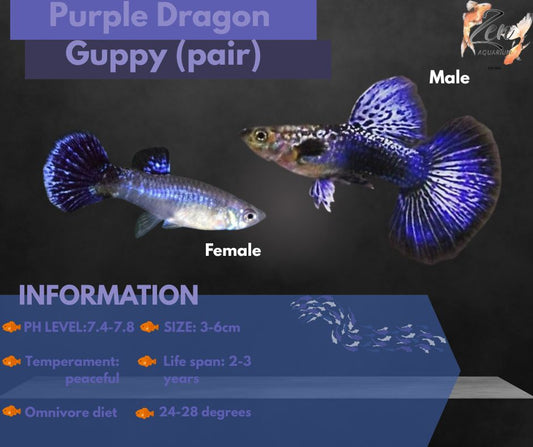Purple Dragon Guppy (pair)