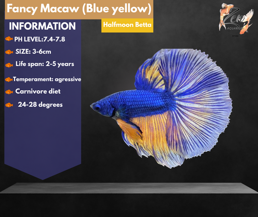 Fancy Macaw (Blue yellow) Halfmoon Male Betta