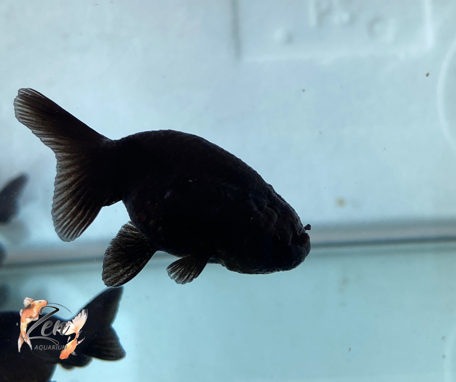 Ranchu Goldfish - Black (6-7 cm) | Zen Aquarium - Zen Aquarium AU
