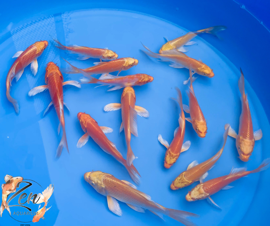 Premium Dragon Butterfly Koi Fish 14-16cm - Zen Aquarium AU