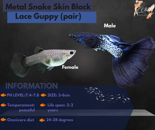 Metal Snake Skin Black Lace Guppy (pair)