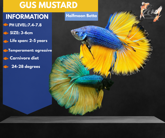 Assorted Mustard Gas Halfmoon Male Betta