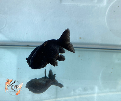Ranchu Goldfish - Black (6-7 cm) | Zen Aquarium - Zen Aquarium AU