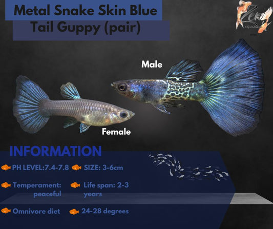 Metal Snake Skin Blue Tail Guppy (pair)