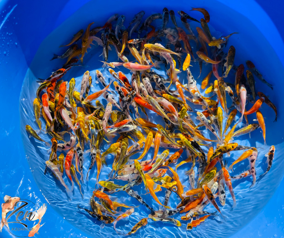 Japanese Koi Fish 6-8 cm - Zen Aquarium AU