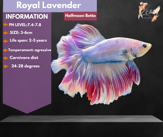 Royal Lavender Halfmoon Male Betta