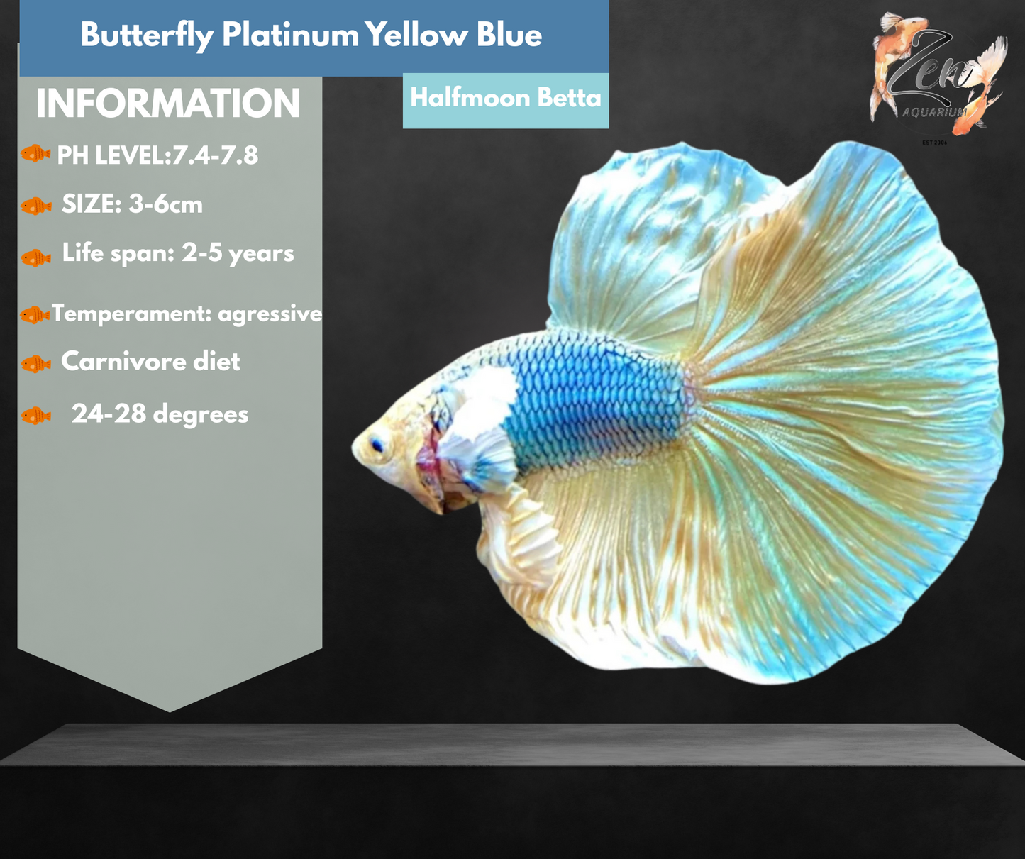 Butterfly Platinum (Yellow Blue) Halfmoon Male Betta