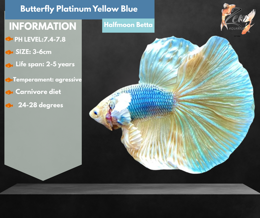 Butterfly Platinum (Yellow Blue) Halfmoon Male Betta