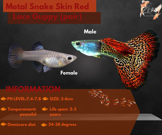 Metal Snake Skin Red Lace Guppy (pair)
