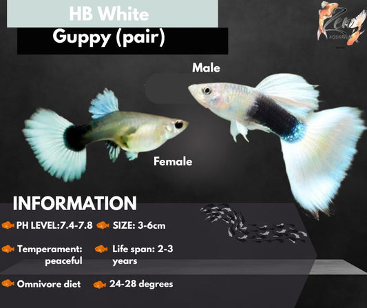 HB White Guppy (pair)