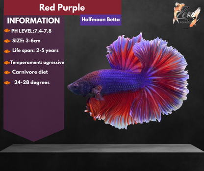 Red Purple Halfmoon Male Betta