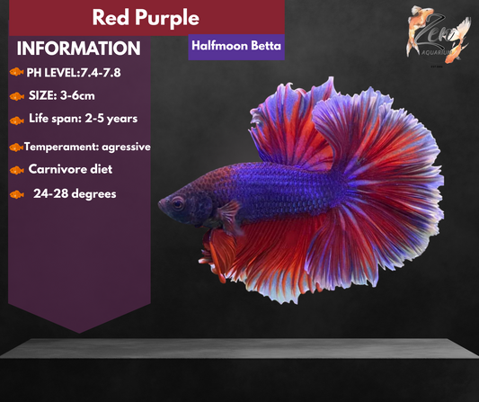 Red Purple Halfmoon Male Betta