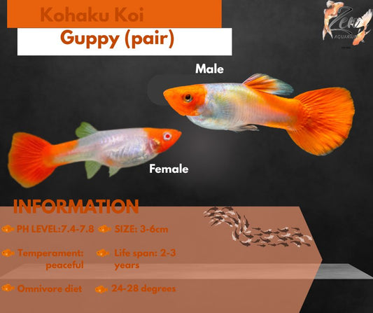 Kohaku Koi Guppy (pair)