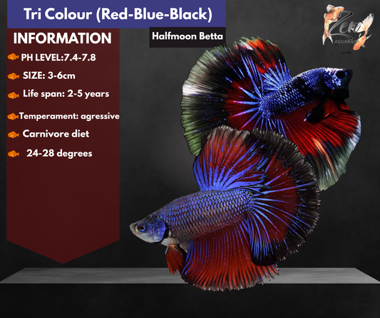 Tri Colour (Red Blue Black) Halfmoon Male Betta