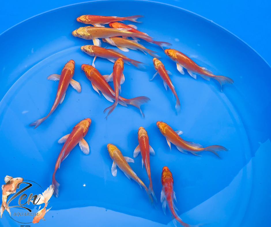 Premium Dragon Butterfly Koi Fish 14-16cm - Zen Aquarium AU