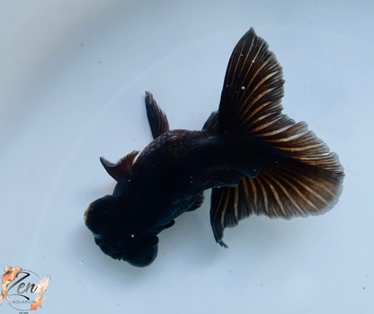 Black Butterfly Tail Goldfish 10-11cm