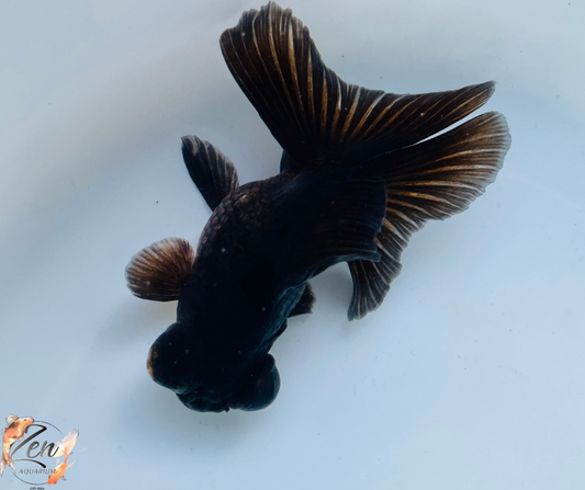 Black Butterfly Tail Goldfish 10-11cm