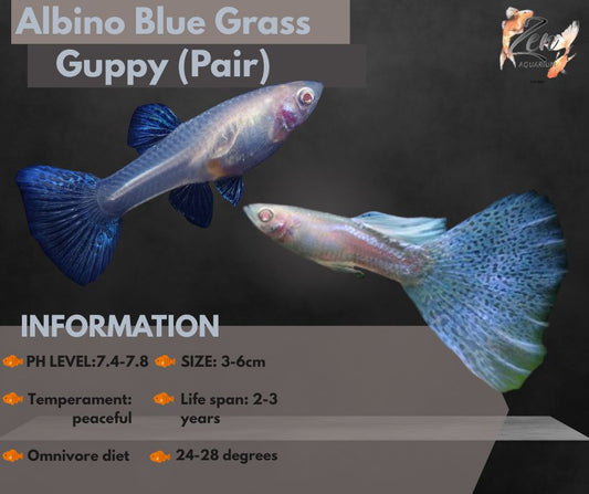 Albino Blue Grass Guppy (Pair)