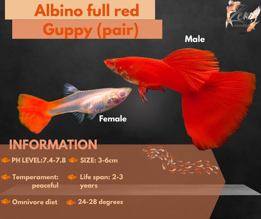 Albino full red Guppy (pair)