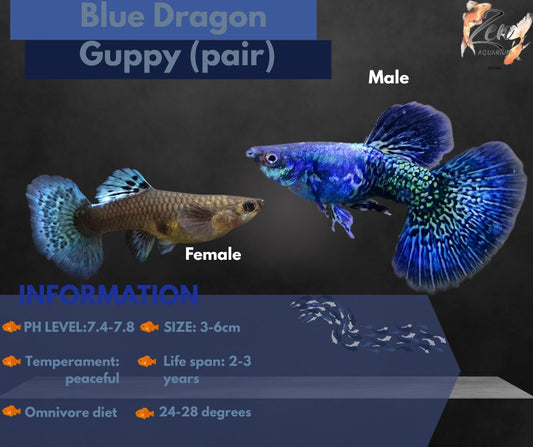 Blue Dragon Guppy (pair)