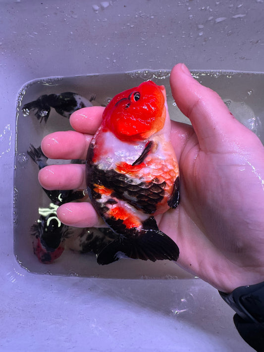 L - Jumbo Milk Cow Ranchu – A+ Grade – Premium Hand-Picked Fancy Goldfish 11–14 cm