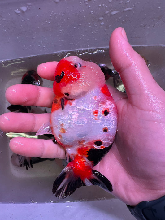 M - Jumbo Milk Cow Ranchu – A+ Grade – Premium Hand-Picked Fancy Goldfish 11–14 cm