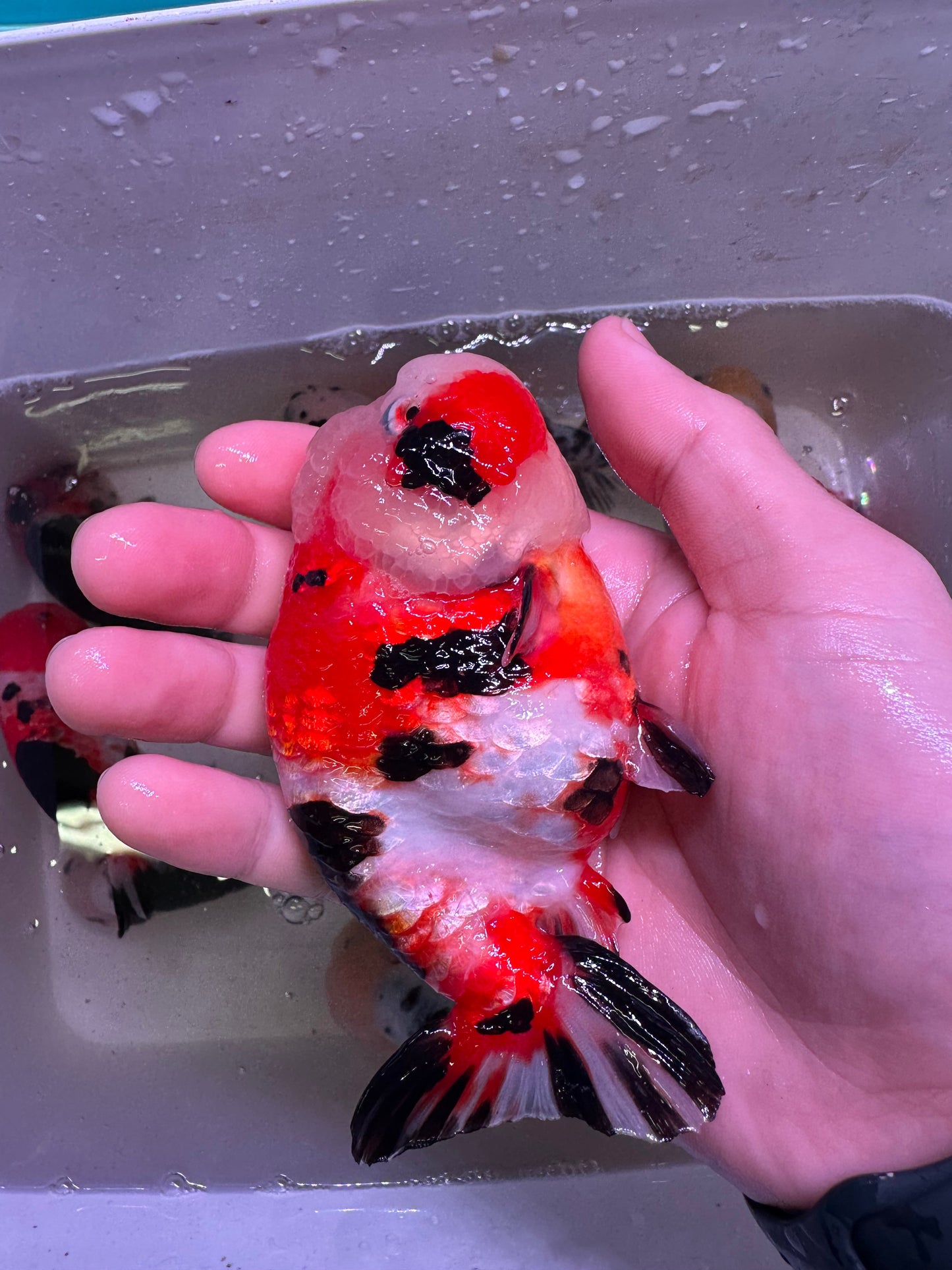 M - Jumbo Milk Cow Ranchu – A+ Grade – Premium Hand-Picked Fancy Goldfish 11–14 cm