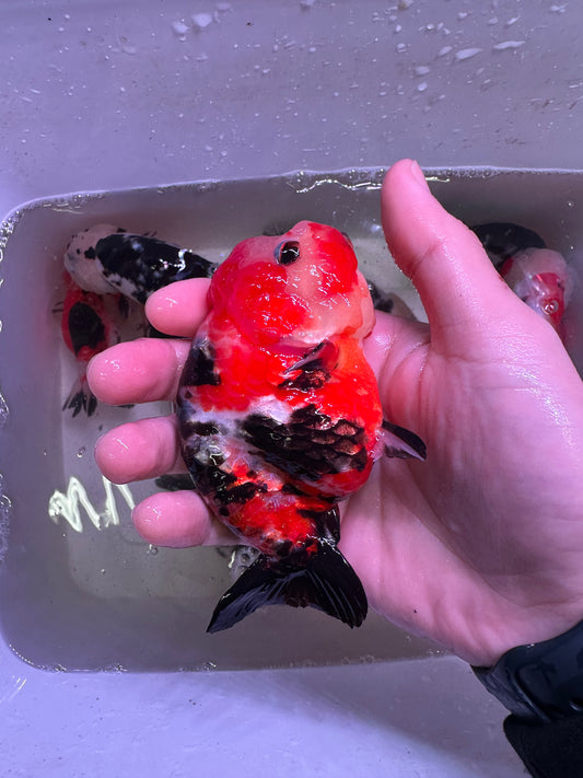 N - Jumbo Milk Cow Ranchu – A+ Grade – Premium Hand-Picked Fancy Goldfish 11–14 cm