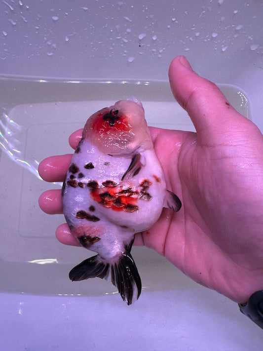 P - Jumbo Milk Cow Ranchu – A+ Grade – Premium Hand-Picked Fancy Goldfish 11–14 cm