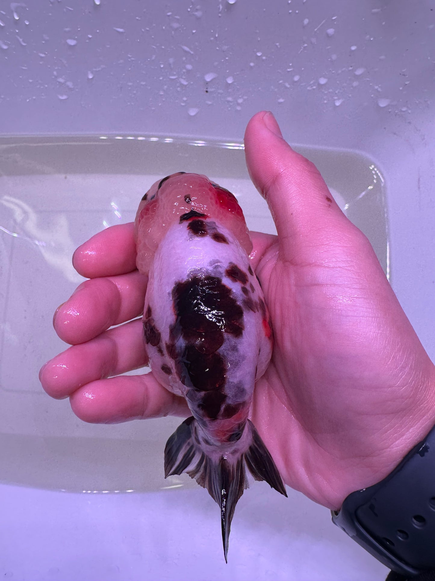 P - Jumbo Milk Cow Ranchu – A+ Grade – Premium Hand-Picked Fancy Goldfish 11–14 cm