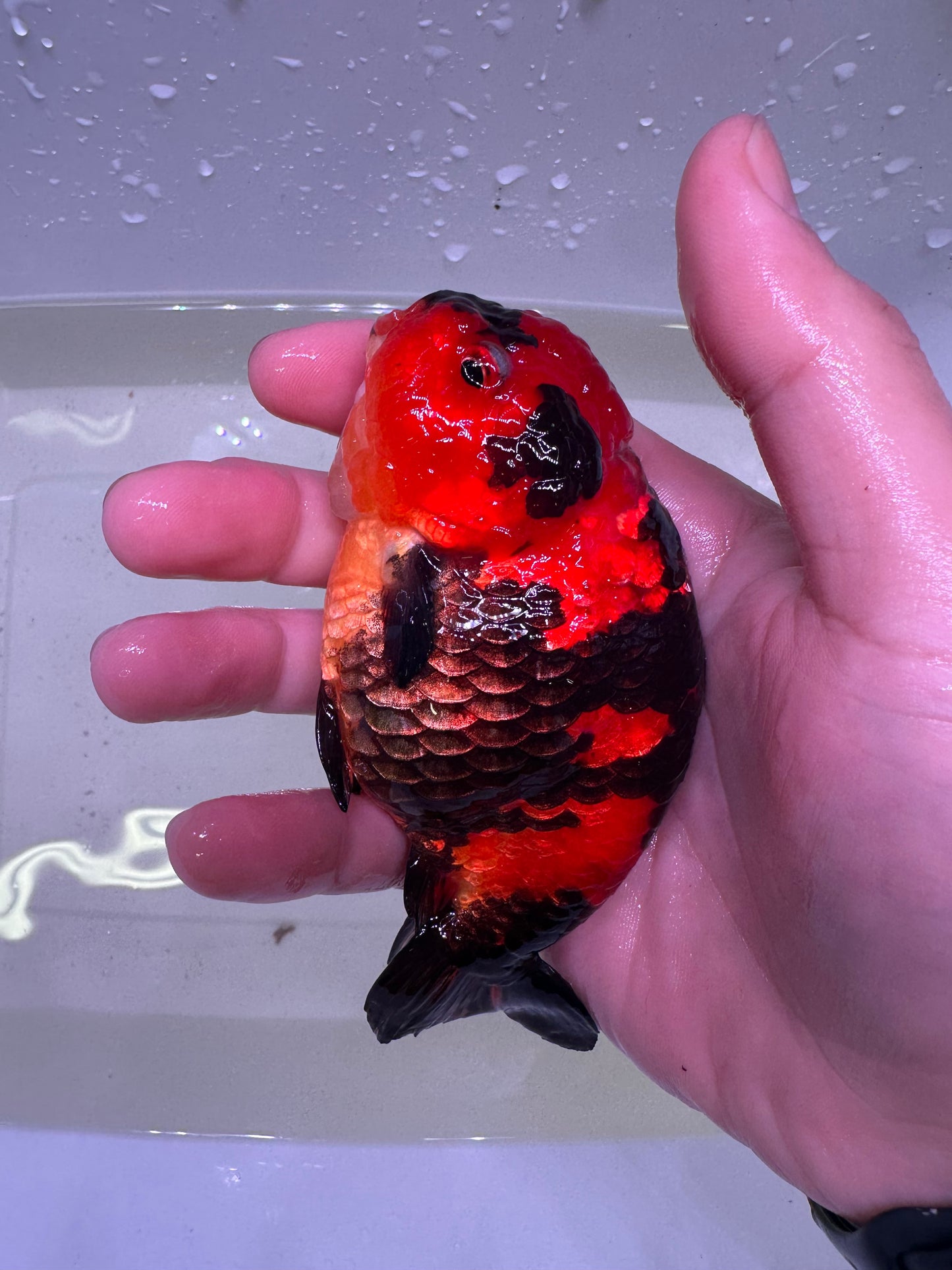 R - Jumbo Milk Cow Ranchu – A+ Grade – Premium Hand-Picked Fancy Goldfish 11–14 cm