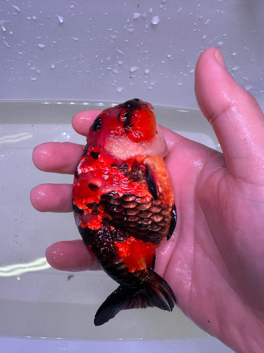 R - Jumbo Milk Cow Ranchu – A+ Grade – Premium Hand-Picked Fancy Goldfish 11–14 cm