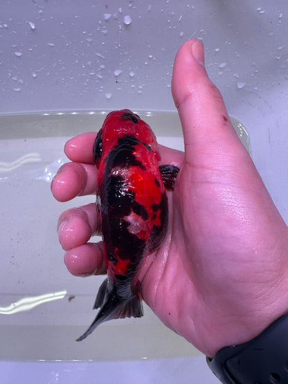 R - Jumbo Milk Cow Ranchu – A+ Grade – Premium Hand-Picked Fancy Goldfish 11–14 cm