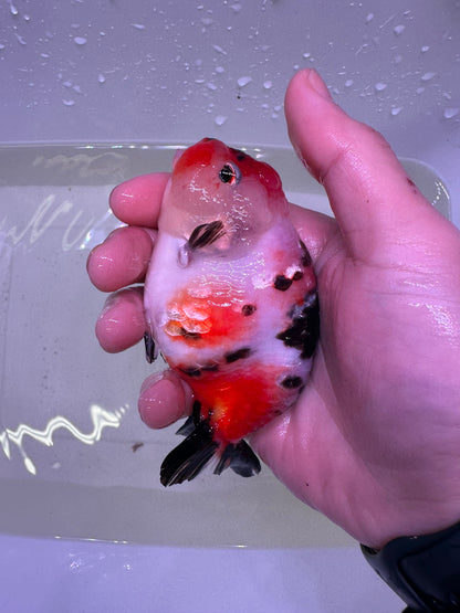 S - Jumbo Milk Cow Ranchu – A+ Grade – Premium Hand-Picked Fancy Goldfish 11–14 cm