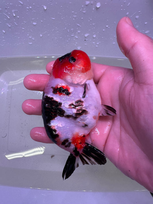 S - Jumbo Milk Cow Ranchu – A+ Grade – Premium Hand-Picked Fancy Goldfish 11–14 cm