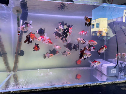 Tri colour and panda Oranda 5cm (Handpicked Random)
