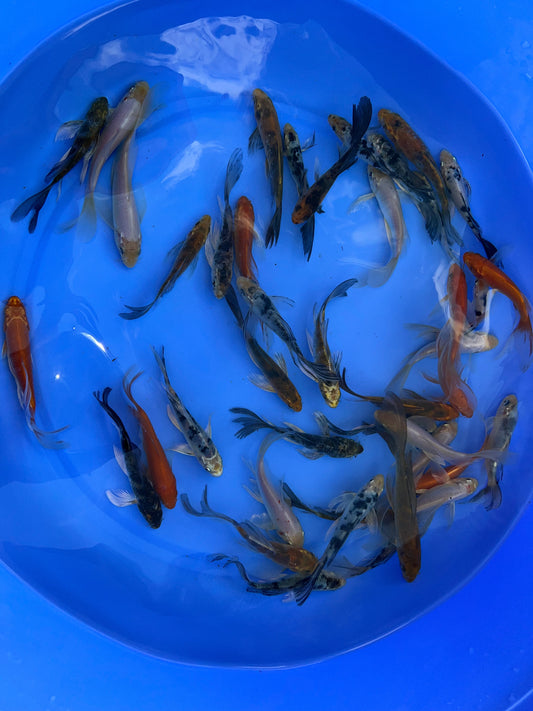 Butterfly Koi Fish 12-15 cm