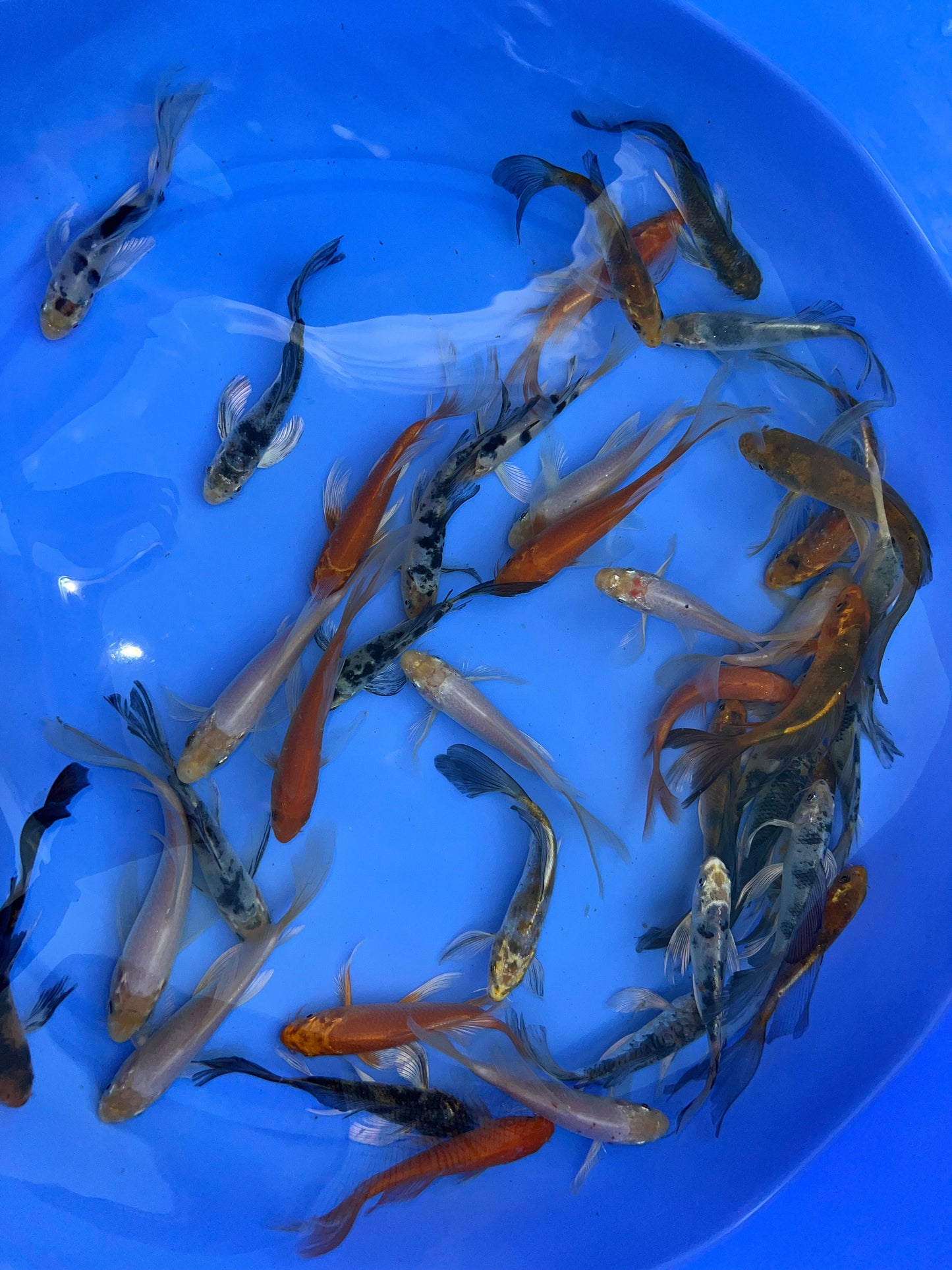 Butterfly Koi Fish 12-15 cm