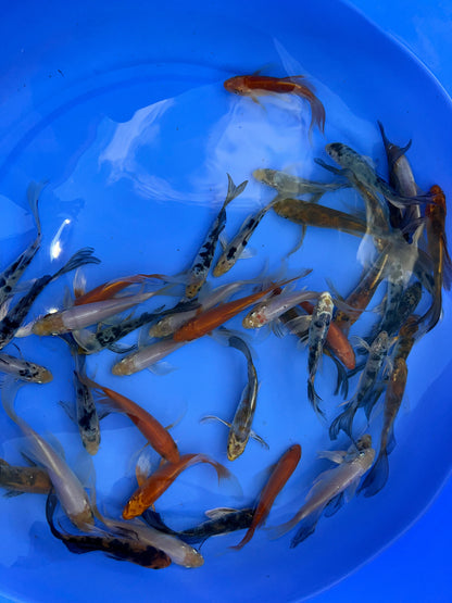 Butterfly Koi Fish 12-15 cm