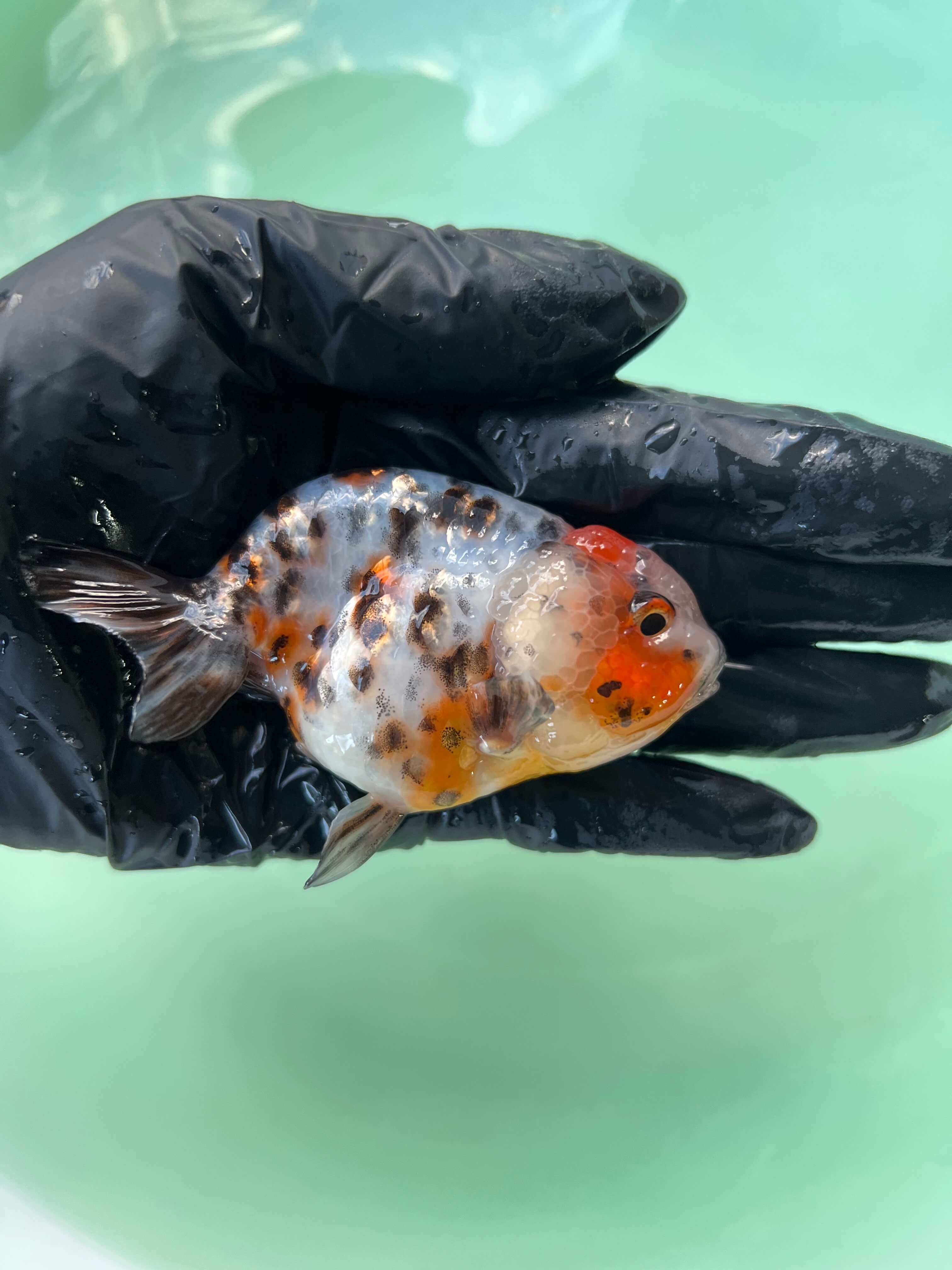 ranchu　angelito wm#1 Green Goliath ranchu angelito wm#1 Green Goliath Red White Lionchu