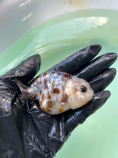 A2- Milk cow Ranchu