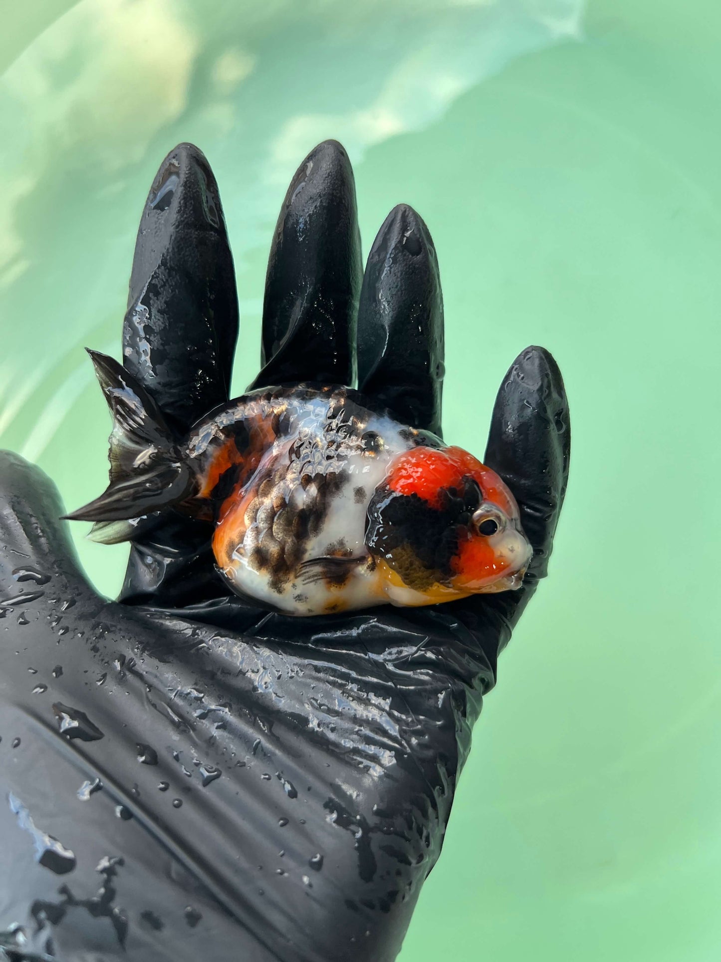 A5- Milk cow Ranchu