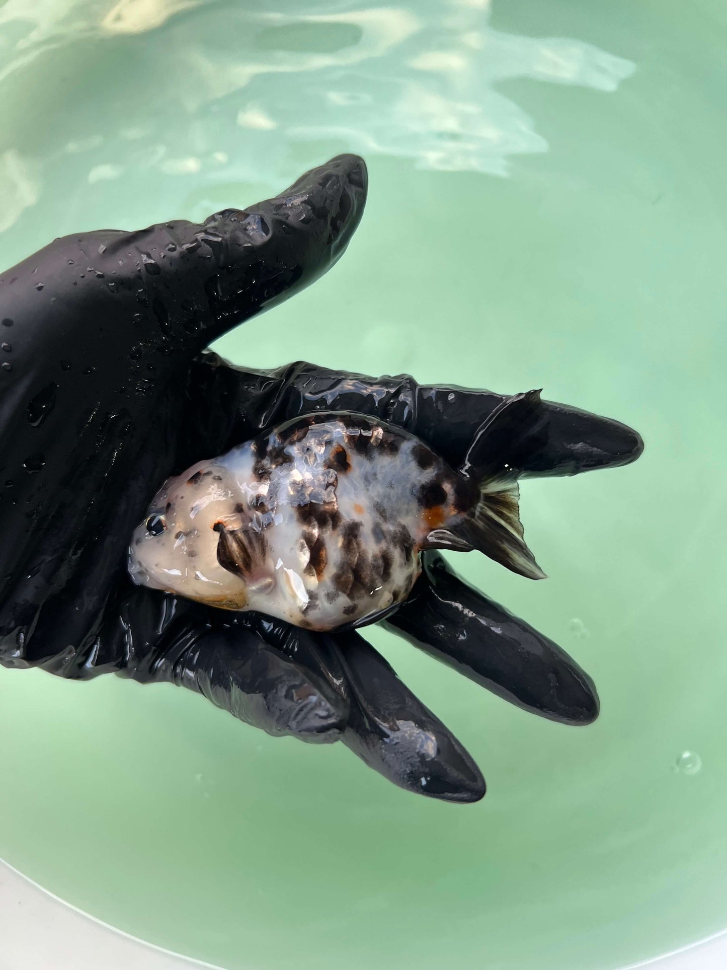 A5- Milk cow Ranchu